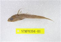 藏品(絲鰭斜棘(魚銜))的圖片